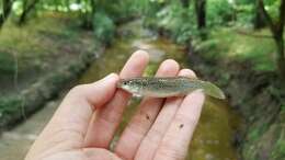 Image of Speckled killifish