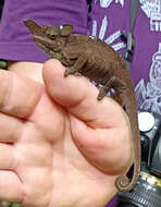 Image of Rwenzori Plate-nosed Chameleon