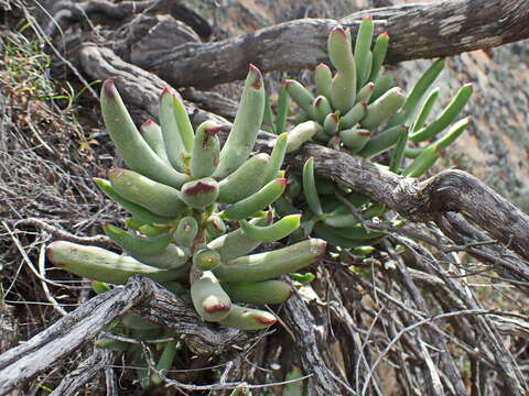 Image of Cotyledon tomentosa Harv.