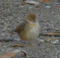 Cisticola chiniana (Smith & A 1843) resmi