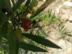 صورة Galaesus hasticornis (Thunberg 1784)