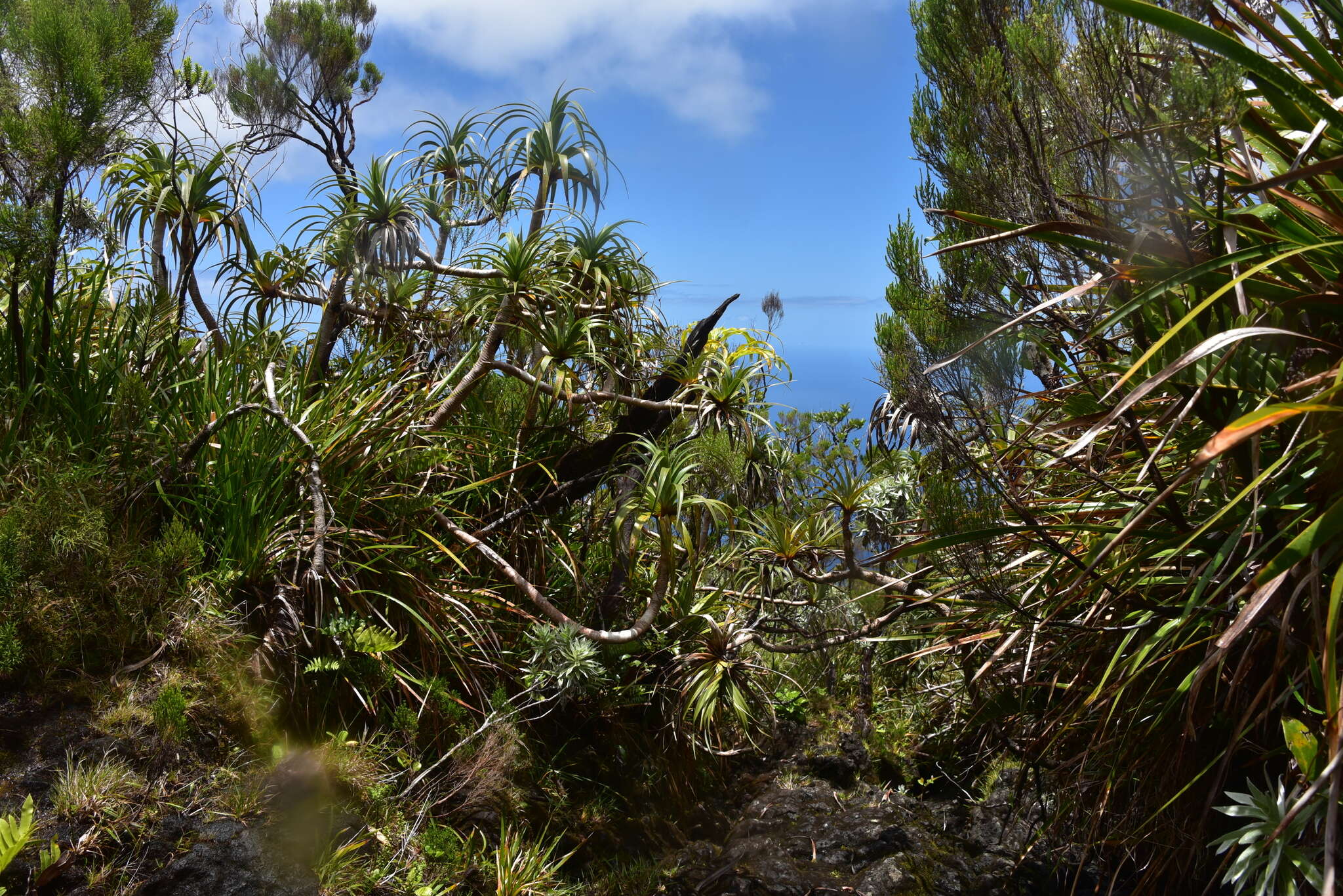 Image of Pandanus montanus Bory