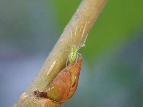 Image of Tetragnatha squamata Karsch 1879