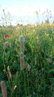 Plancia ëd Plantago lagopus L.