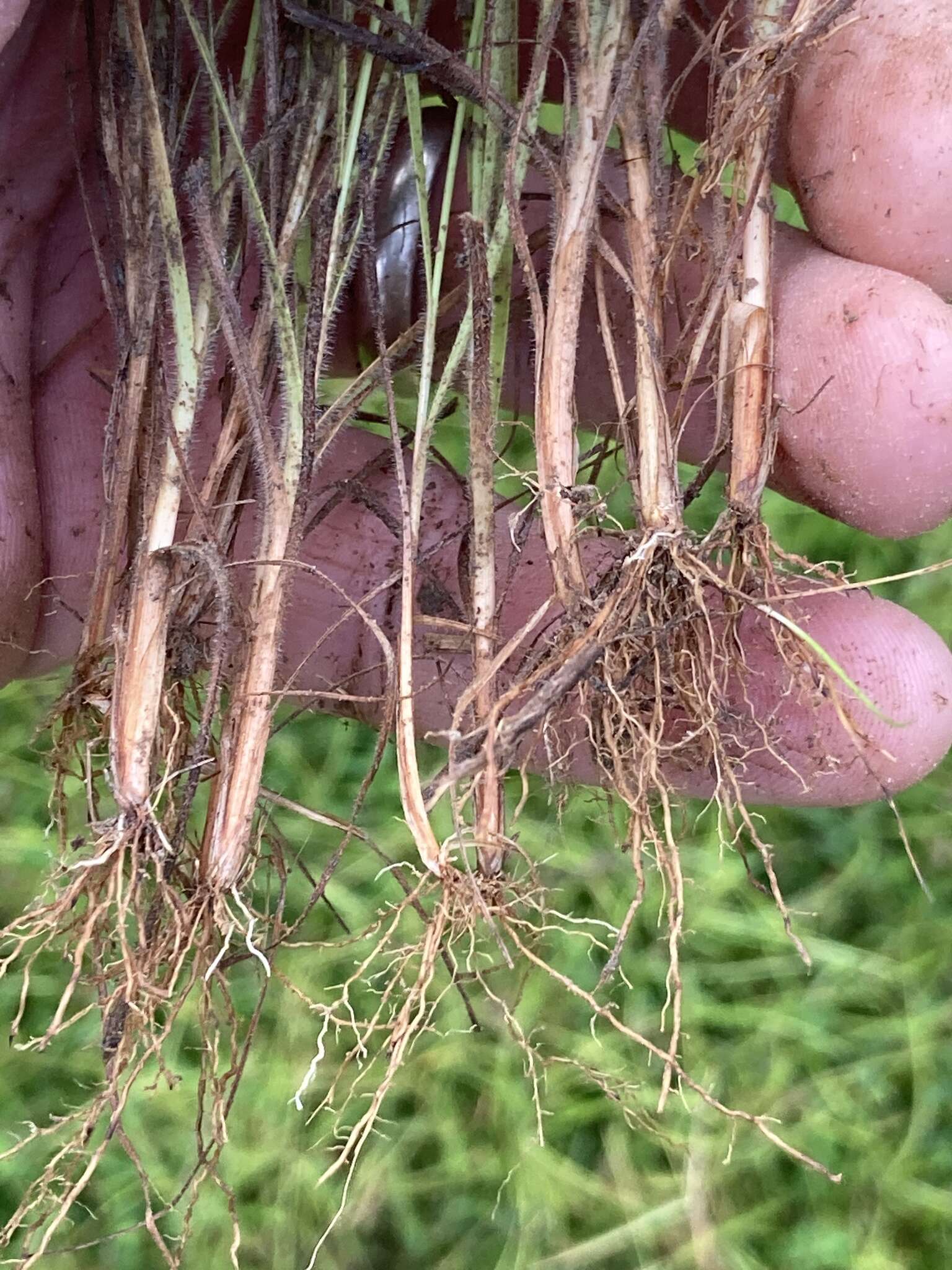 Sivun Fimbristylis dichotoma subsp. podocarpa (Nees) T. Koyama kuva