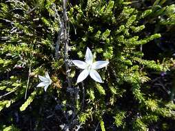 Image of Wahlenbergia calcarea (Adamson) Lammers