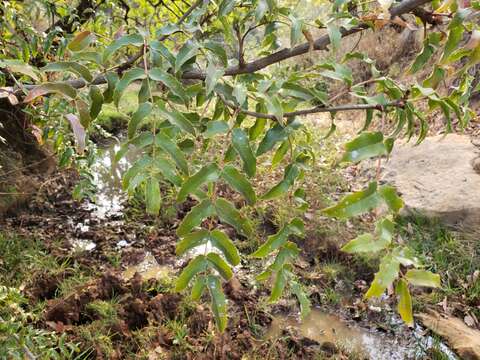 Image of Berberis moranensis Schult. & Schult. fil.