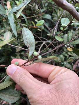 Imagem de Litsea rotundifolia (Nees) Hemsl.