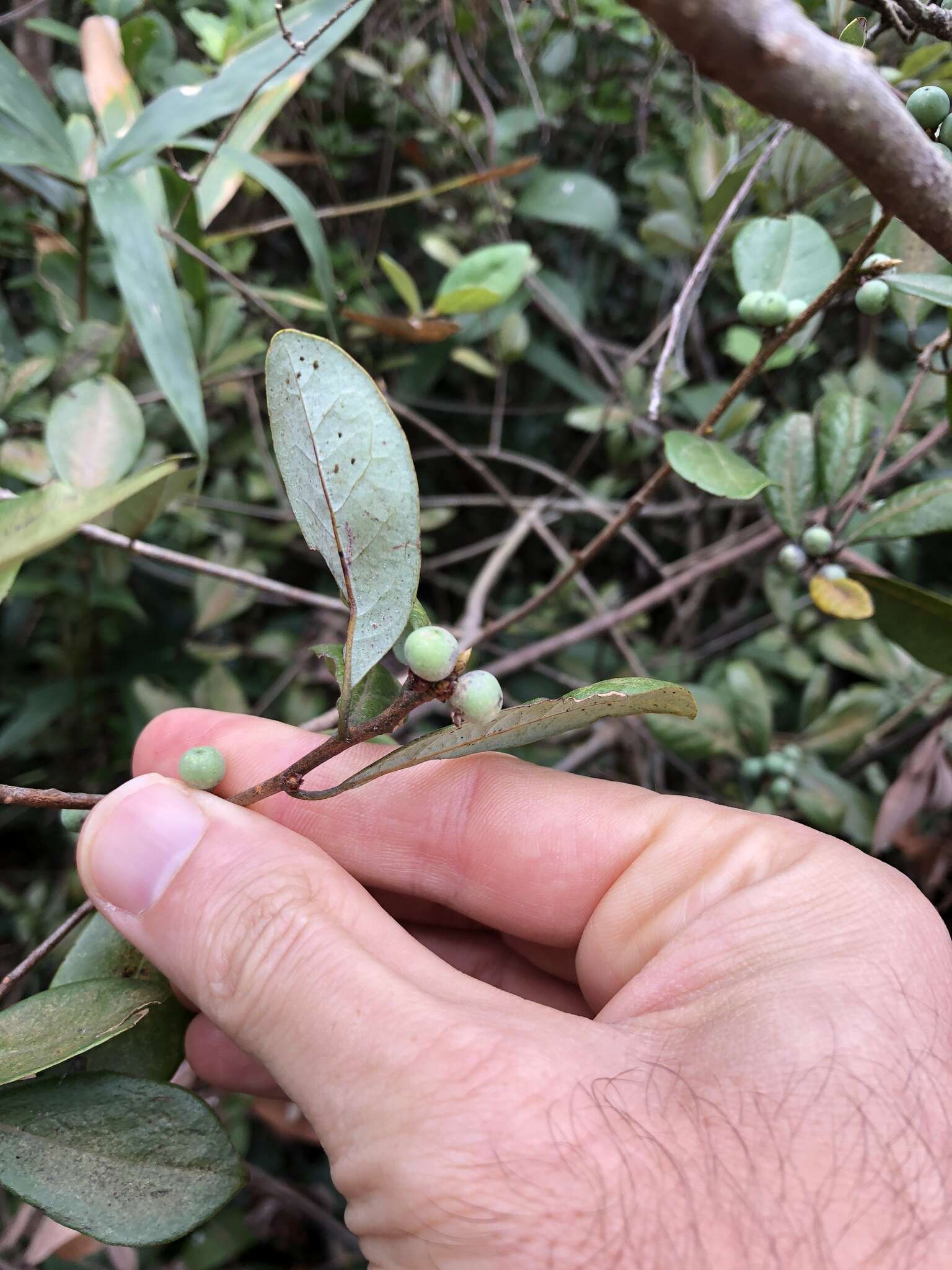 Image of Litsea rotundifolia (Nees) Hemsl.