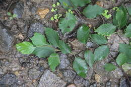 Image of Betula dauurica