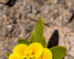 Image of Cruckshanksia pumila Clos