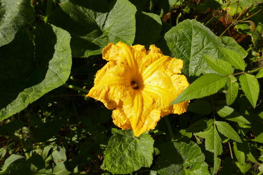 Image of field pumpkin