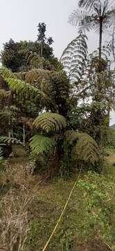 Image of Spiny tree fern