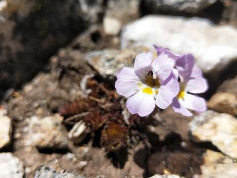 Imagem de Euphrasia collina subsp. lapidosa W. R. Barker