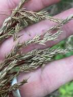 Image of Clustered Fescue