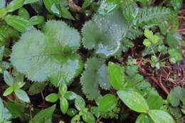 Image de Rubus buergeri Miq.