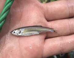 Image of texas shiner