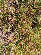 Image of Isolepis ludwigii (Steud.) Kunth