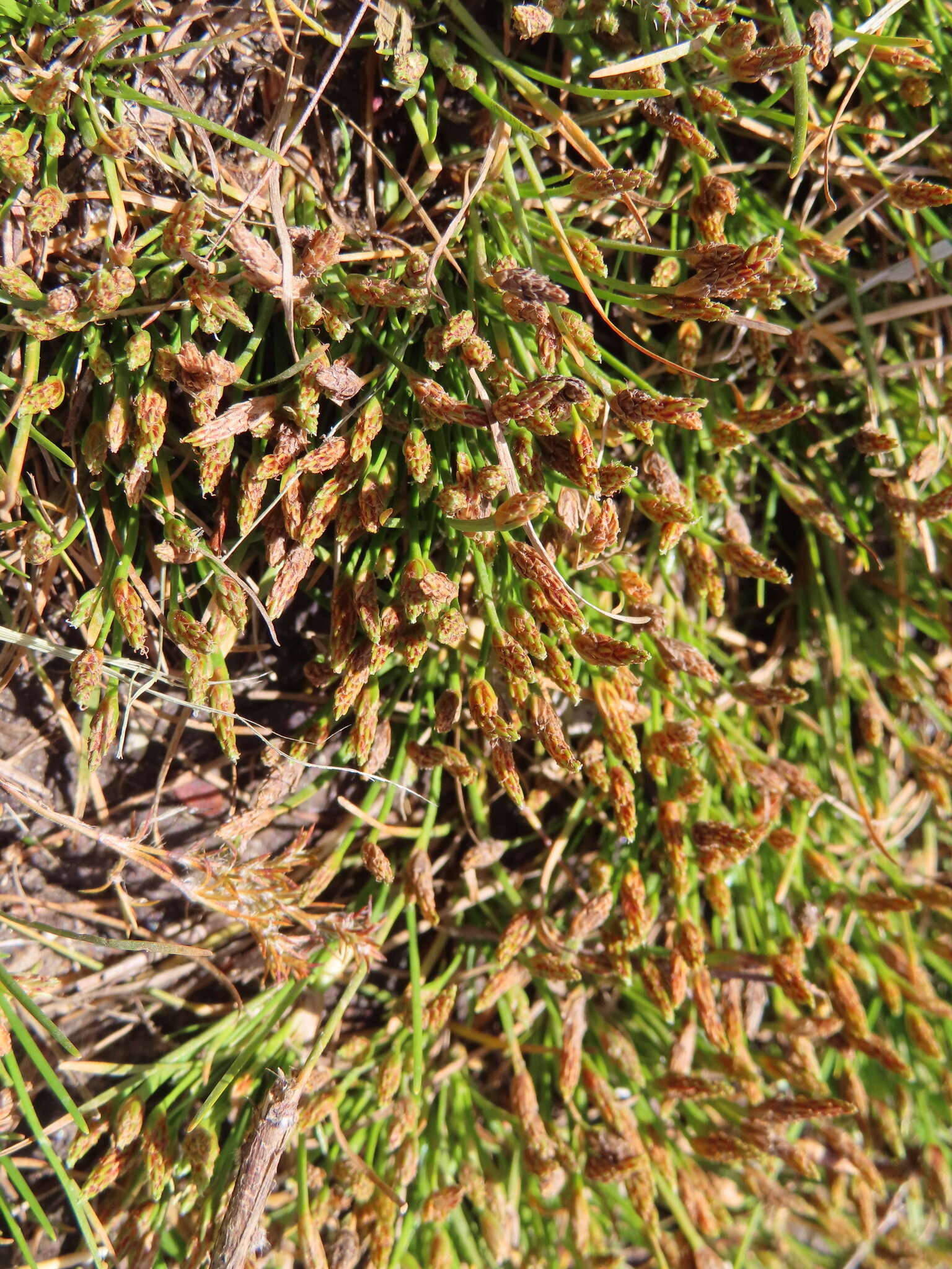Image of Isolepis ludwigii (Steud.) Kunth