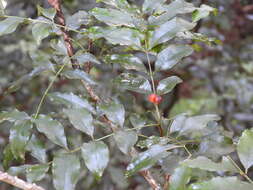 Imagem de Zanthoxylum brachyacanthum F. Müll.