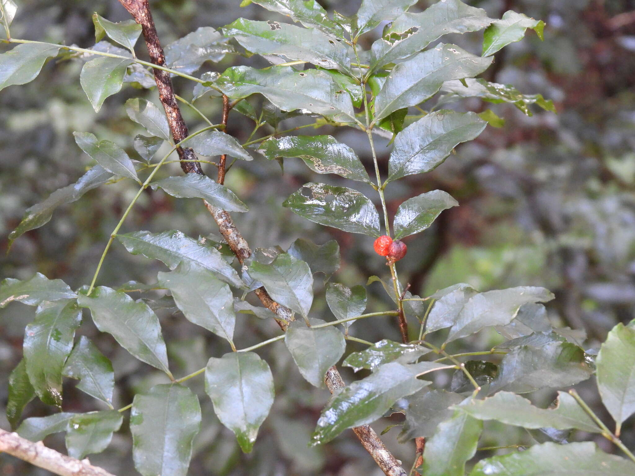 Image of Zanthoxylum brachyacanthum F. Müll.