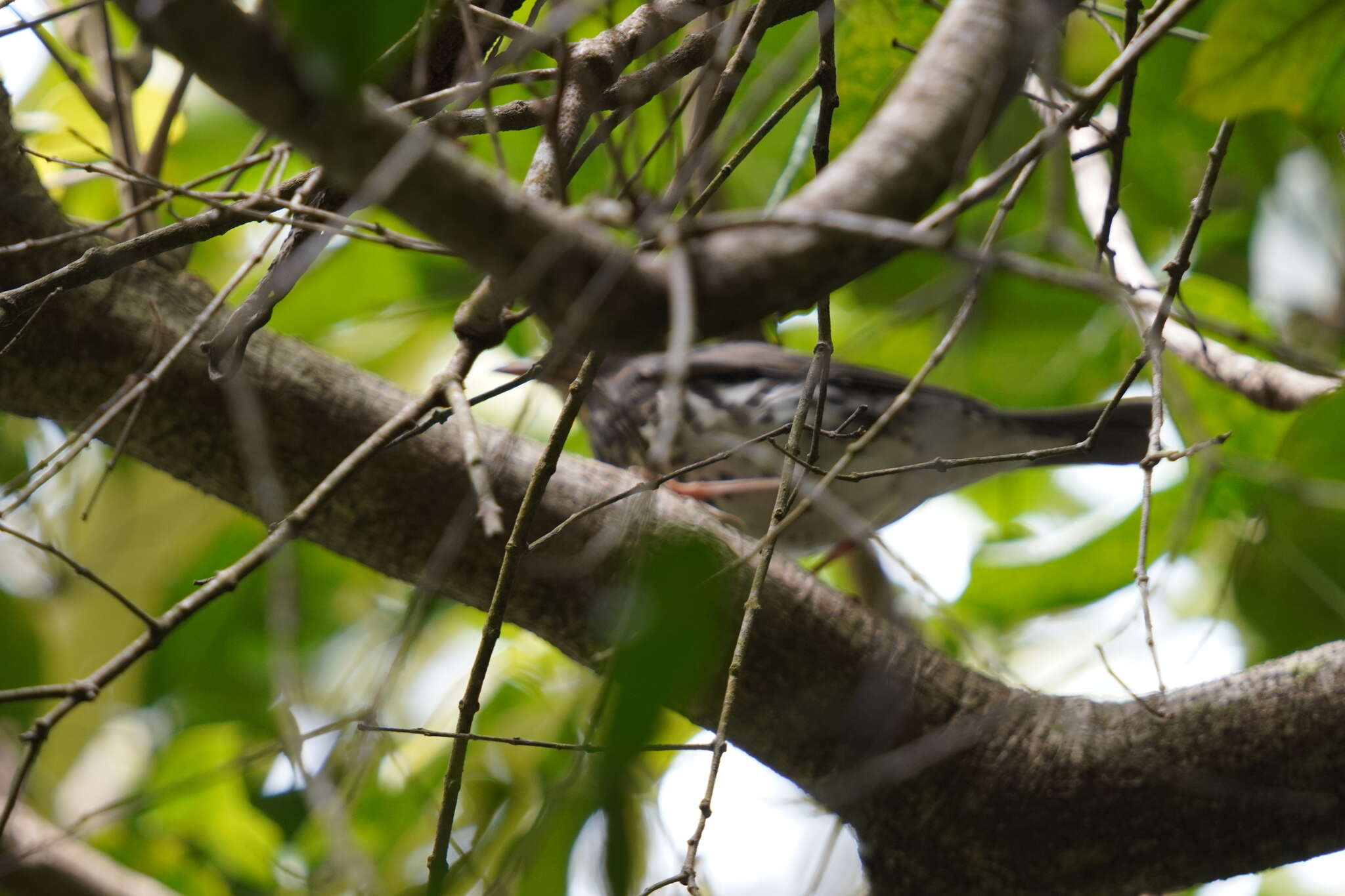 Image of Janpanese Thrush