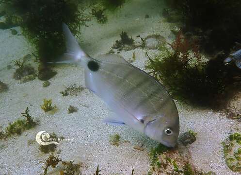 Image of Moroccan white seabream