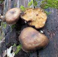 Image de Lentinus brumalis (Pers.) Zmitr. 2010