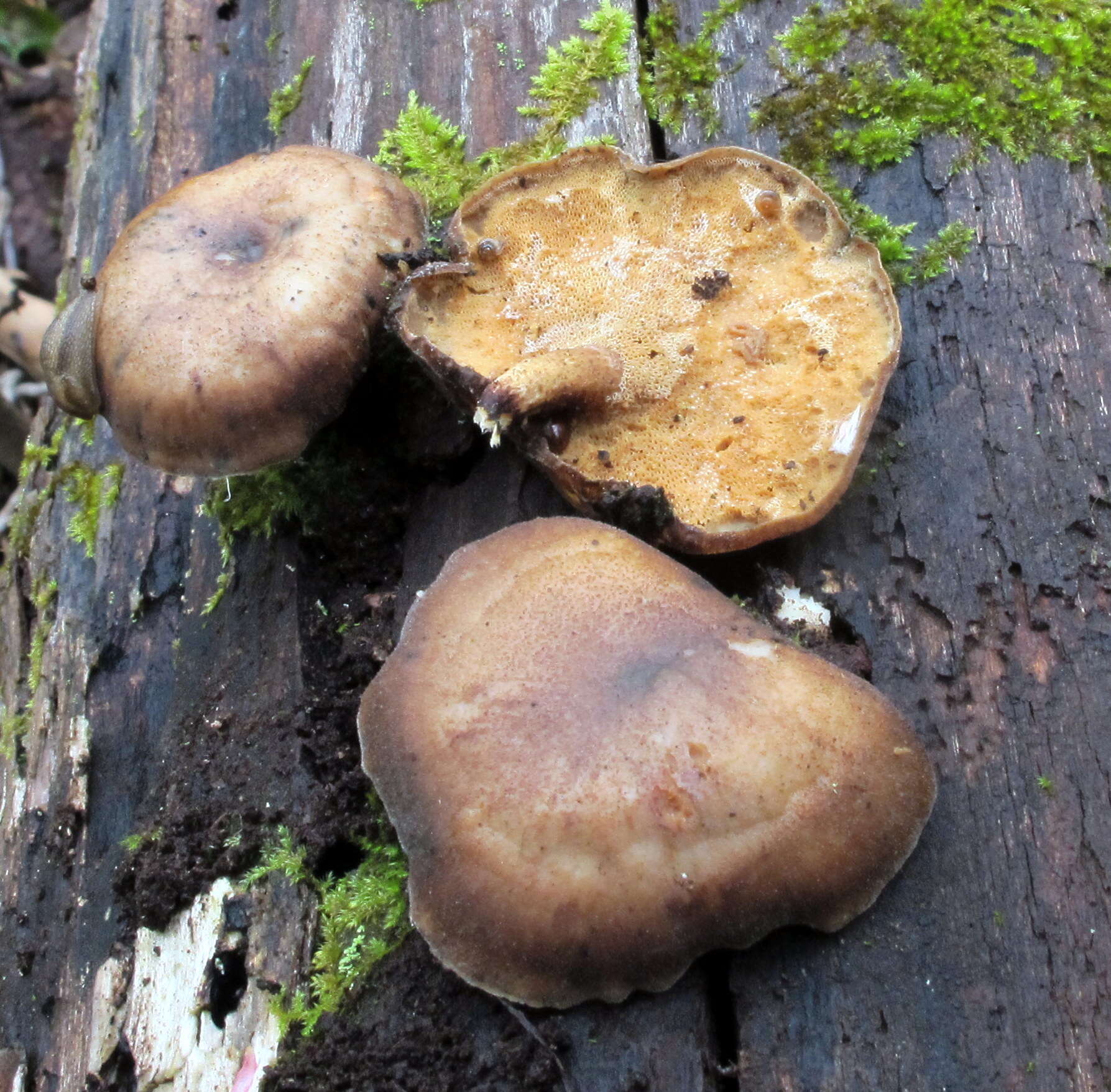 Image of Lentinus brumalis (Pers.) Zmitr. 2010