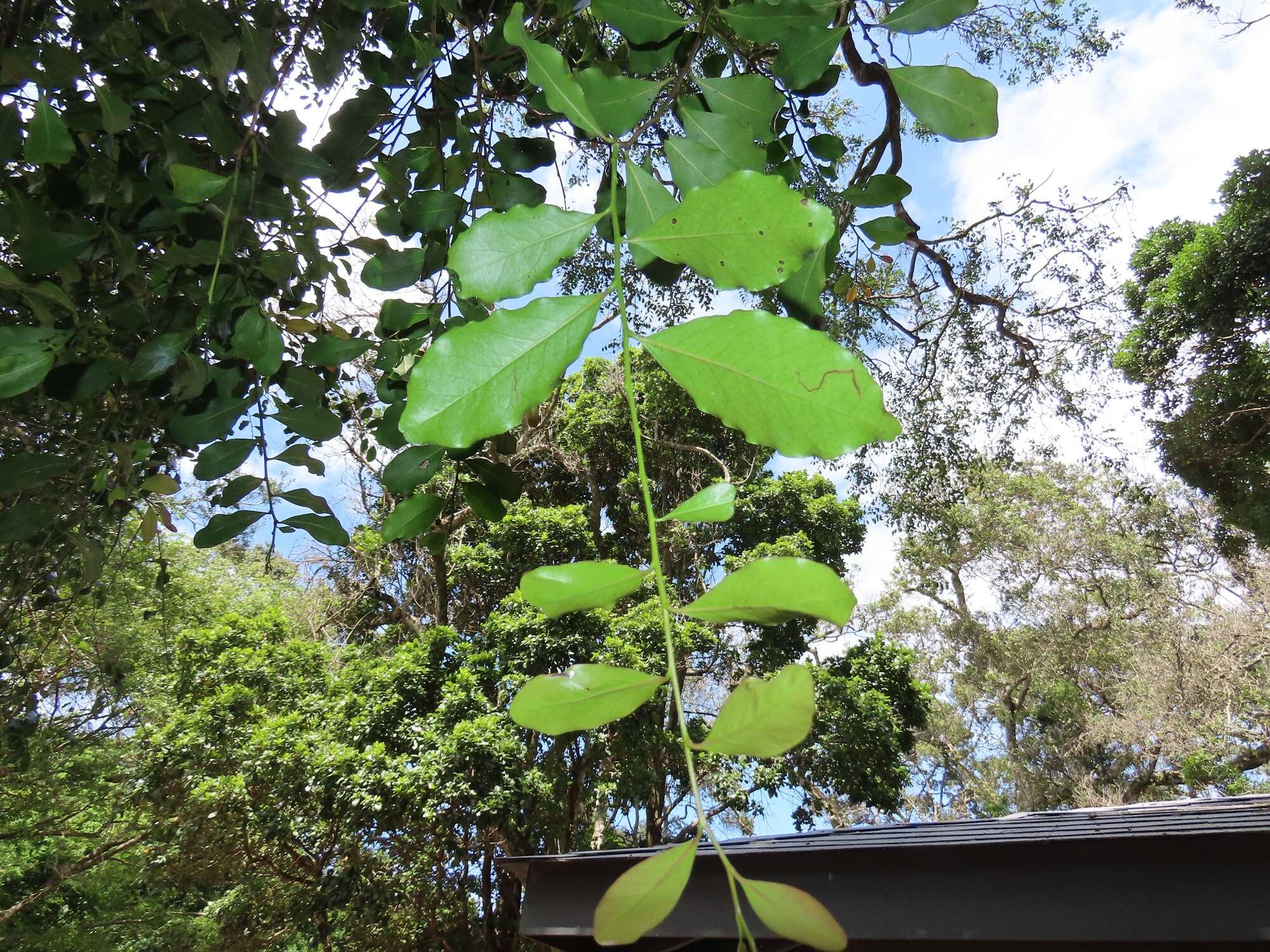 Diospyros inhacaensis F. White的圖片