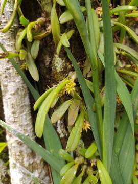 Image of Christmas Island urchin orchid