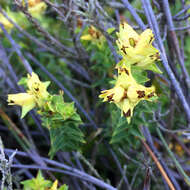 Penaea mucronata L.的圖片