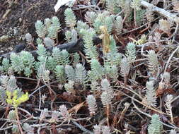 Слика од Petrosedum Grulich