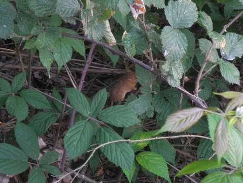 Image of hazel dormouse