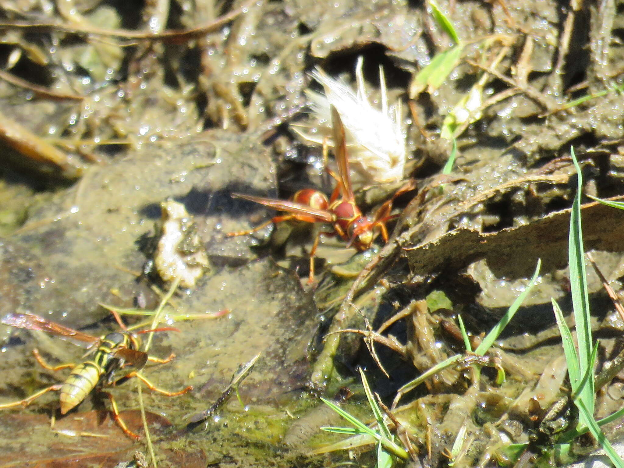 Image of Polistes dorsalis californicus Bohart 1949