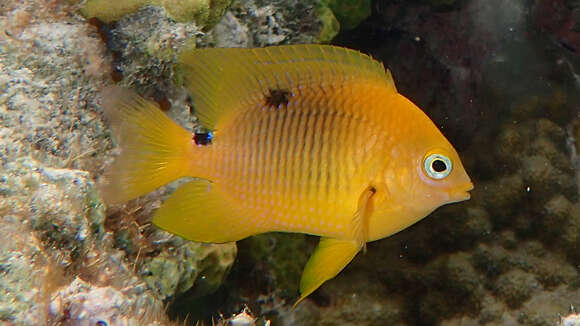 Image of Threespot Damselfish