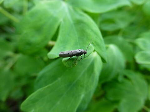 Image of <i>Yponomeuta sedella</i>