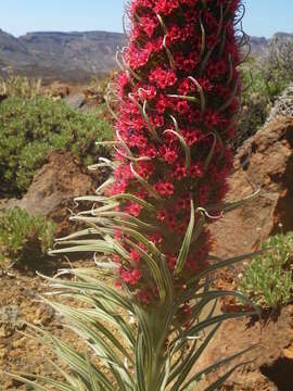 Image of Echium wildpretii H. H. W. Pearson ex Hook. fil.