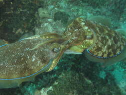 Image of Pharaoh Cuttlefish