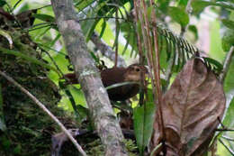 Image of Buff-throated Foliage-gleaner