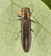 Image of dogwood cambium borer