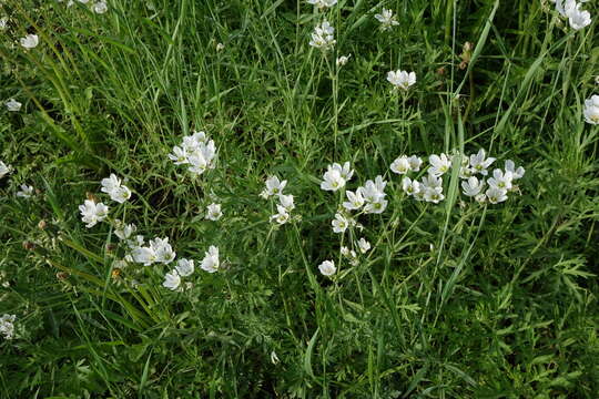 Image of great chickweed