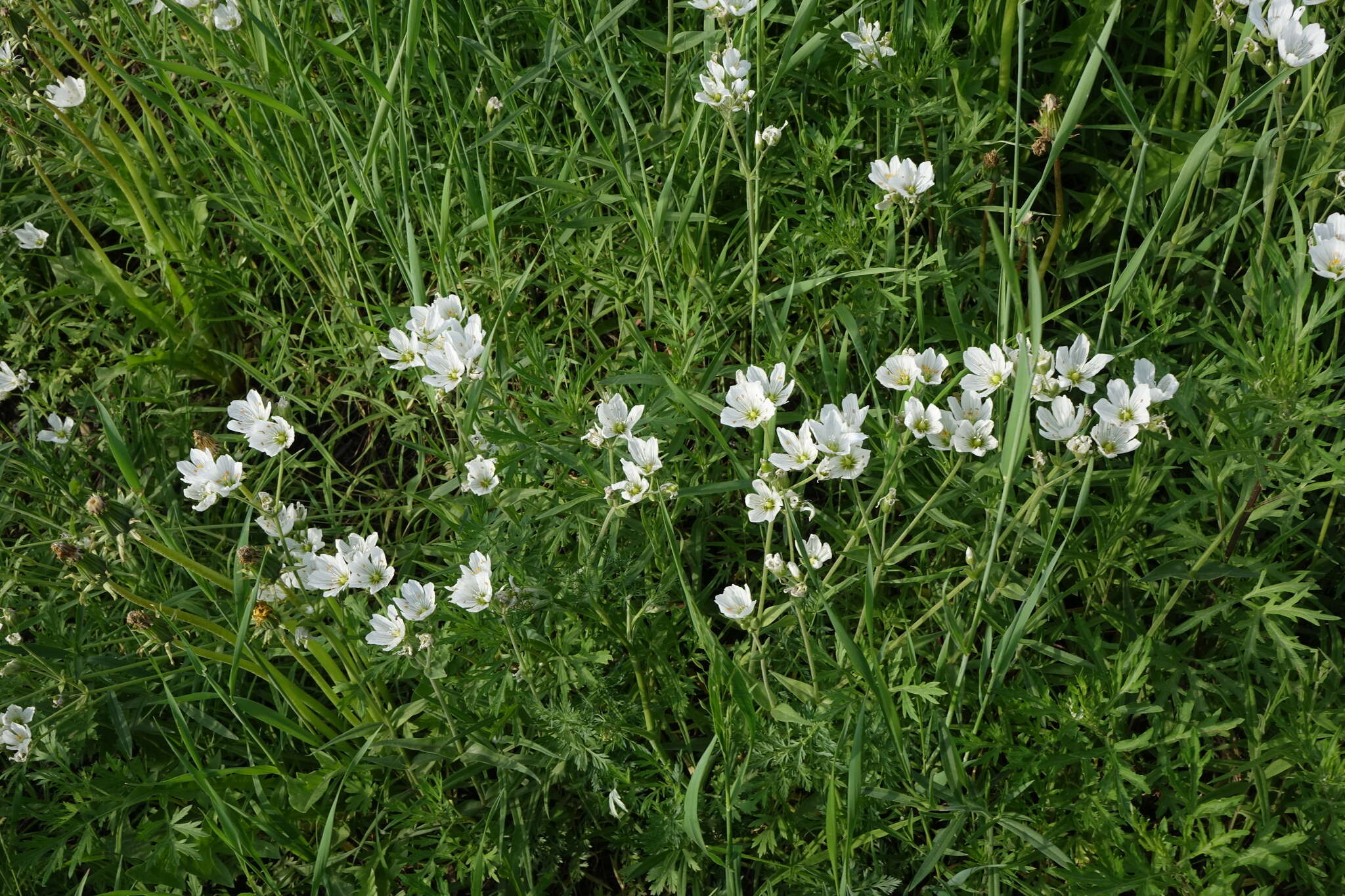 Image of great chickweed