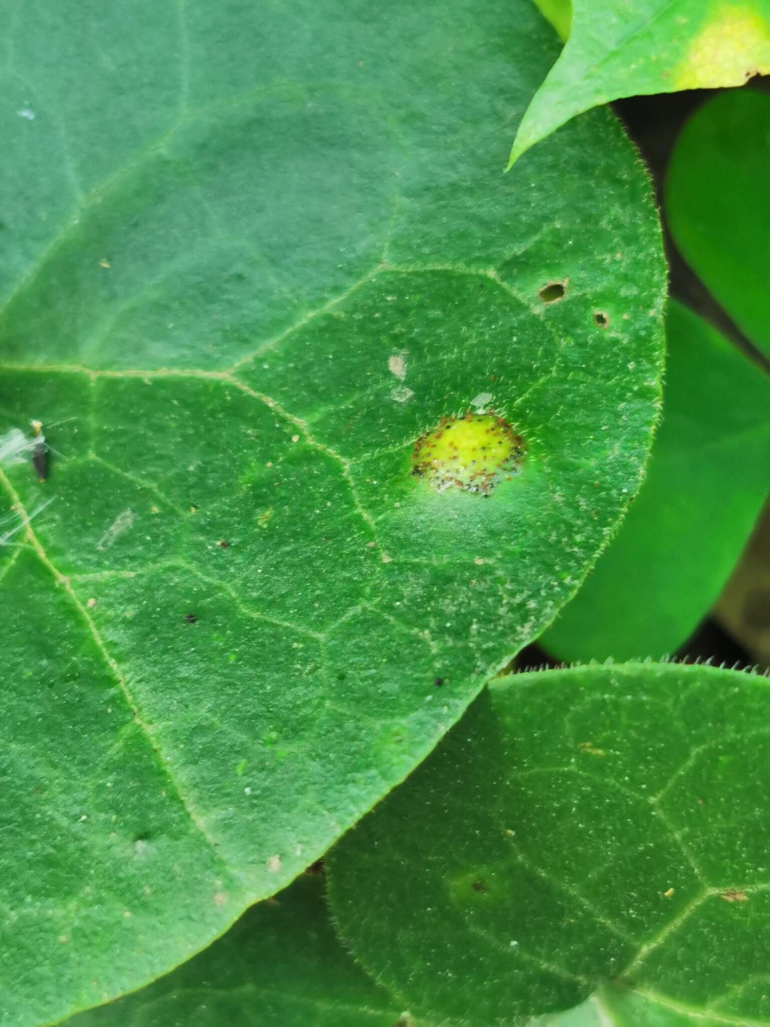 Imagem de Puccinia asarina Kunze 1817