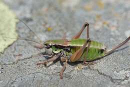 Image de Anonconotus occidentalis Carron, G. & Wermeille 2002