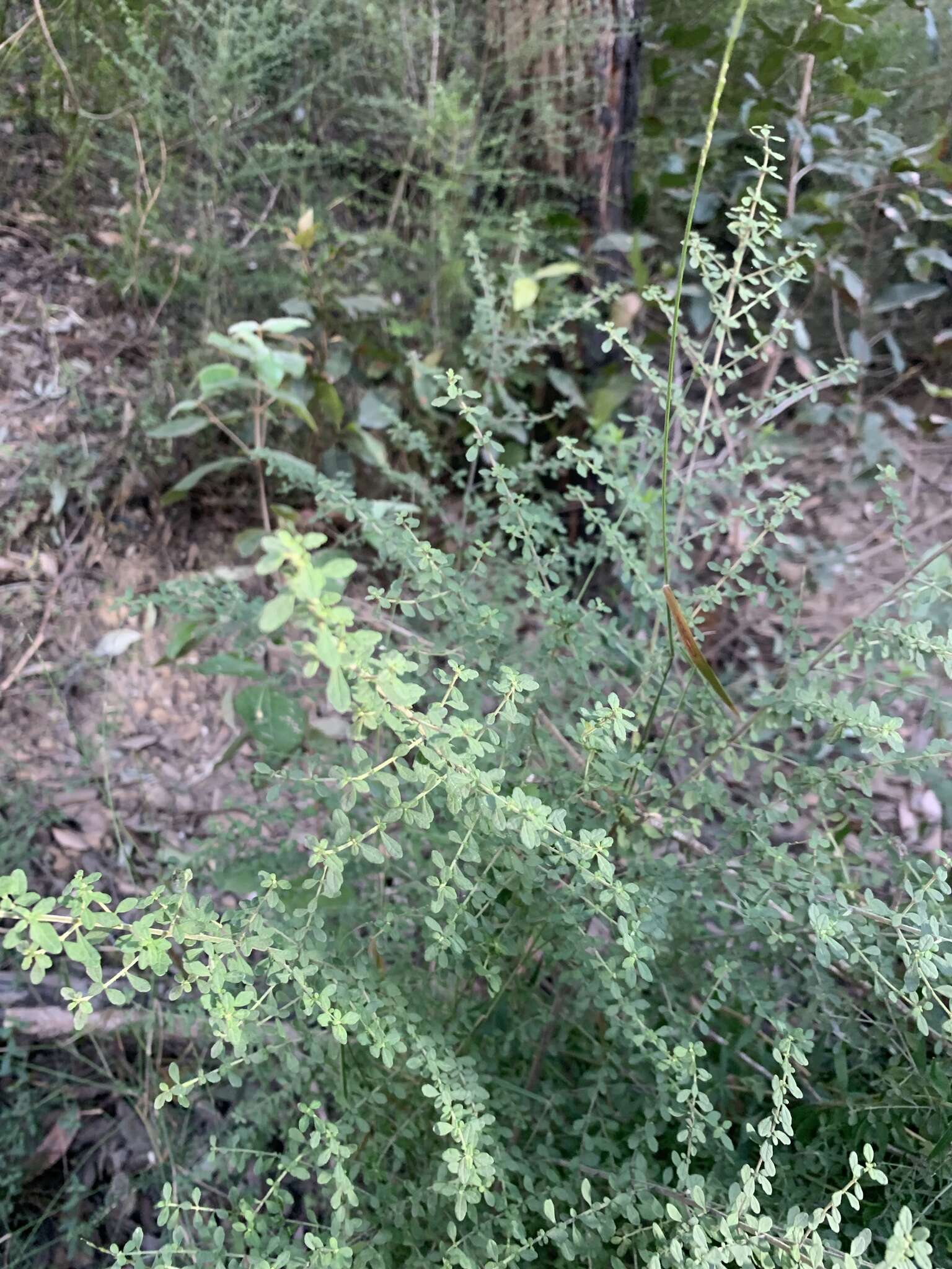 Image of Violet Mint-bush