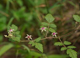 Sivun Rubus parvifolius L. kuva