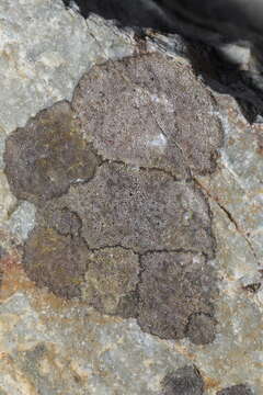 Image of fuscidea lichen