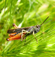 Image of woodland grasshopper