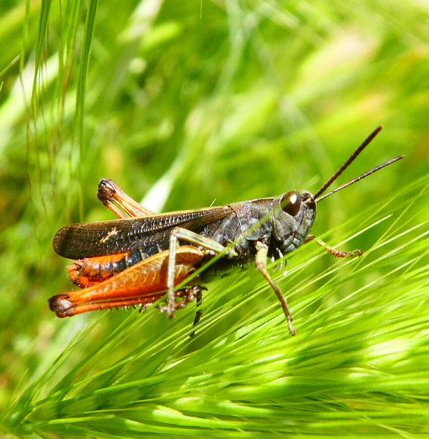 Image of woodland grasshopper